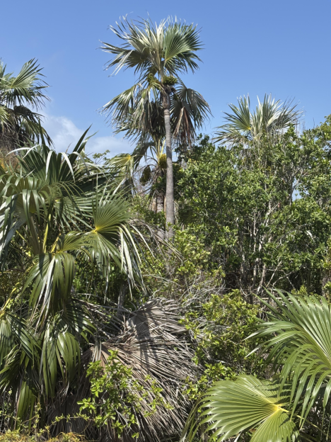 Little Cayman Lot Close To Point Of Sand - 1