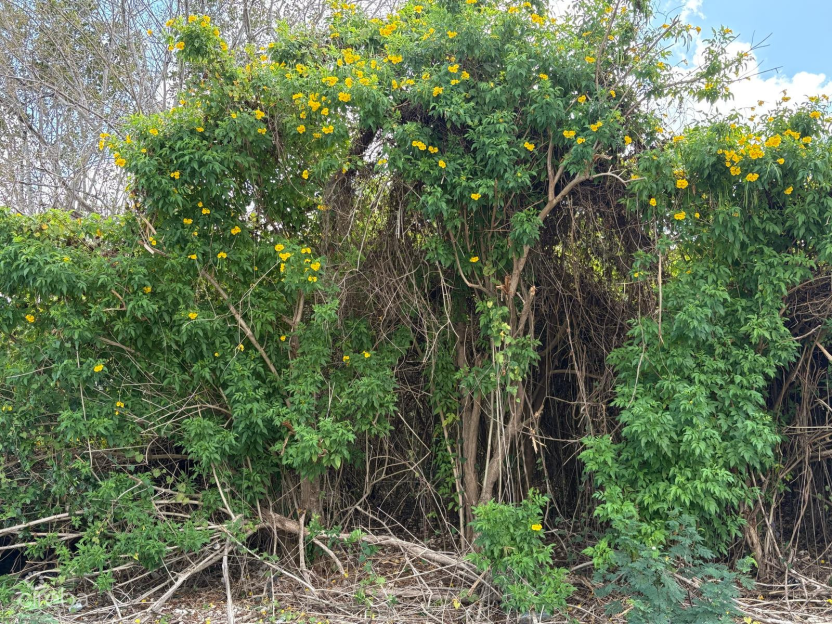 Nature's Circle Parcel - 1