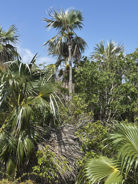 Little Cayman Lot Close To Point Of Sand - 1